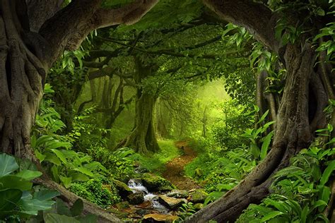 Magical woodland photos